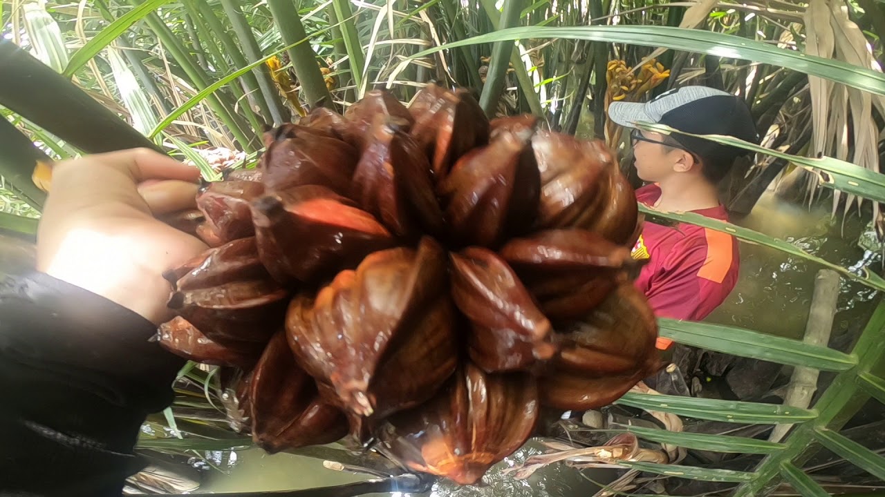 Đặc sản chè dừa nước Cẩm Thanh hương vị xứ Quảng