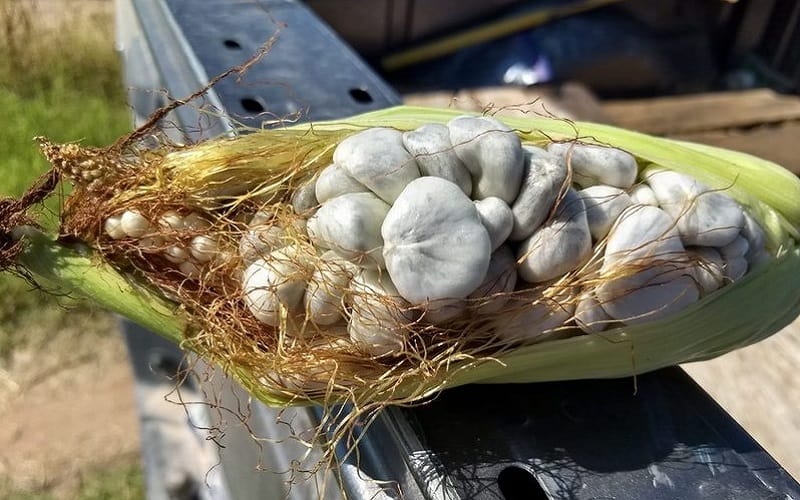 Nấm cục Mexico- nét ẩm thực vô cùng độc đáo