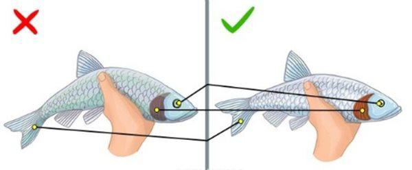 Nhận biết cá tươi, ngon dễ dàng hơn-nhìn vào mắt cá